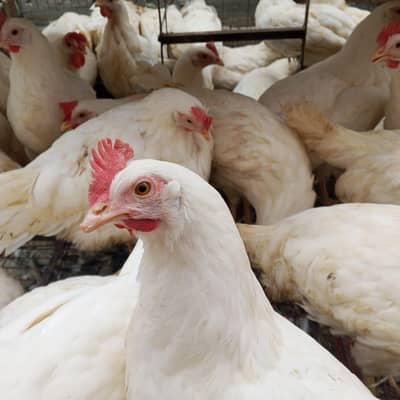 layer hen white farmi murgi anda wli hen layer contact plz 03348936806