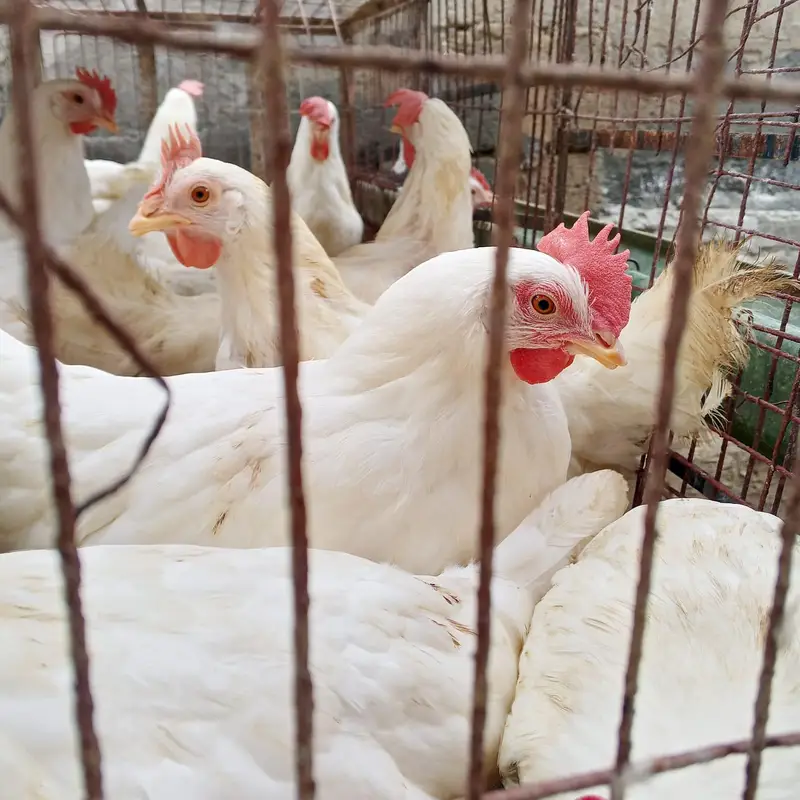 layer hen white farmi murgi anda wli hen layer contact plz 03348936806 — photo 2