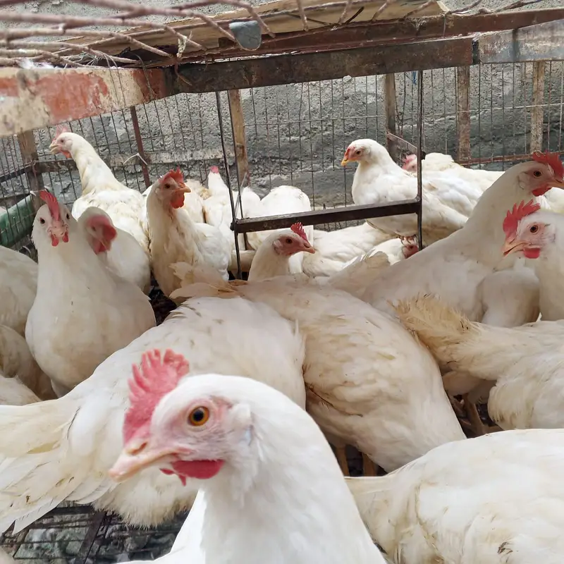 layer hen white farmi murgi anda wli hen layer contact plz 03348936806 — photo 3