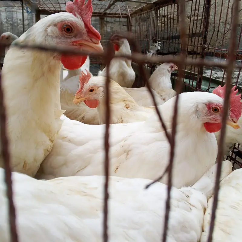 layer hen white farmi murgi anda wli hen layer contact plz 03348936806 — photo 4
