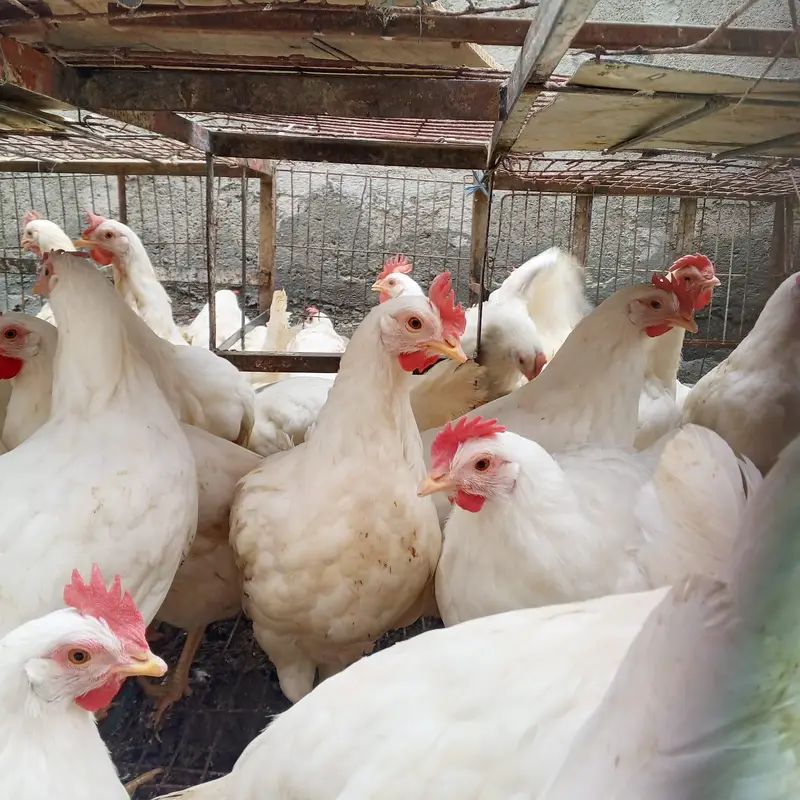 layer hen white farmi murgi anda wli hen layer contact plz 03348936806 — photo 5