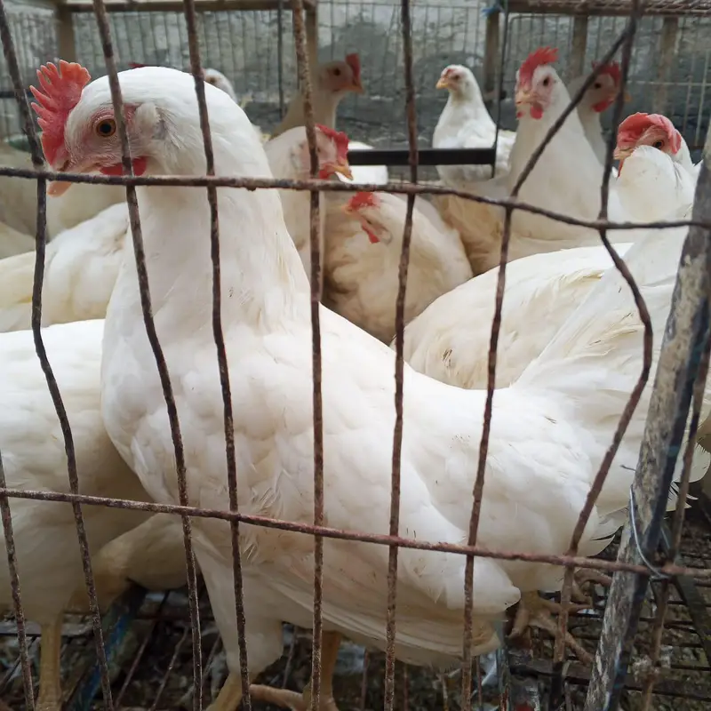 layer hen white farmi murgi anda wli hen layer contact plz 03348936806 — photo 6