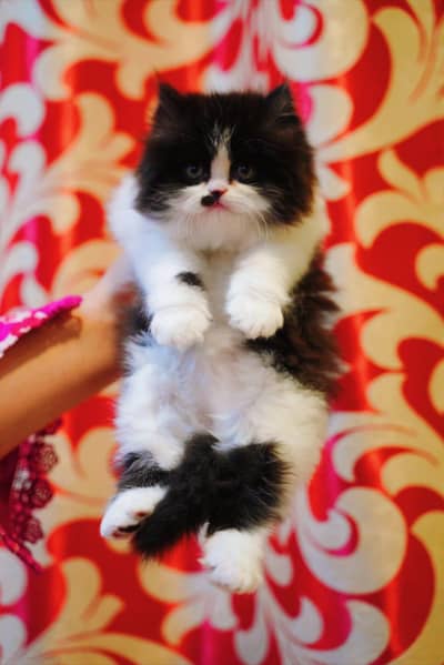 Persian kittens pair available for sale