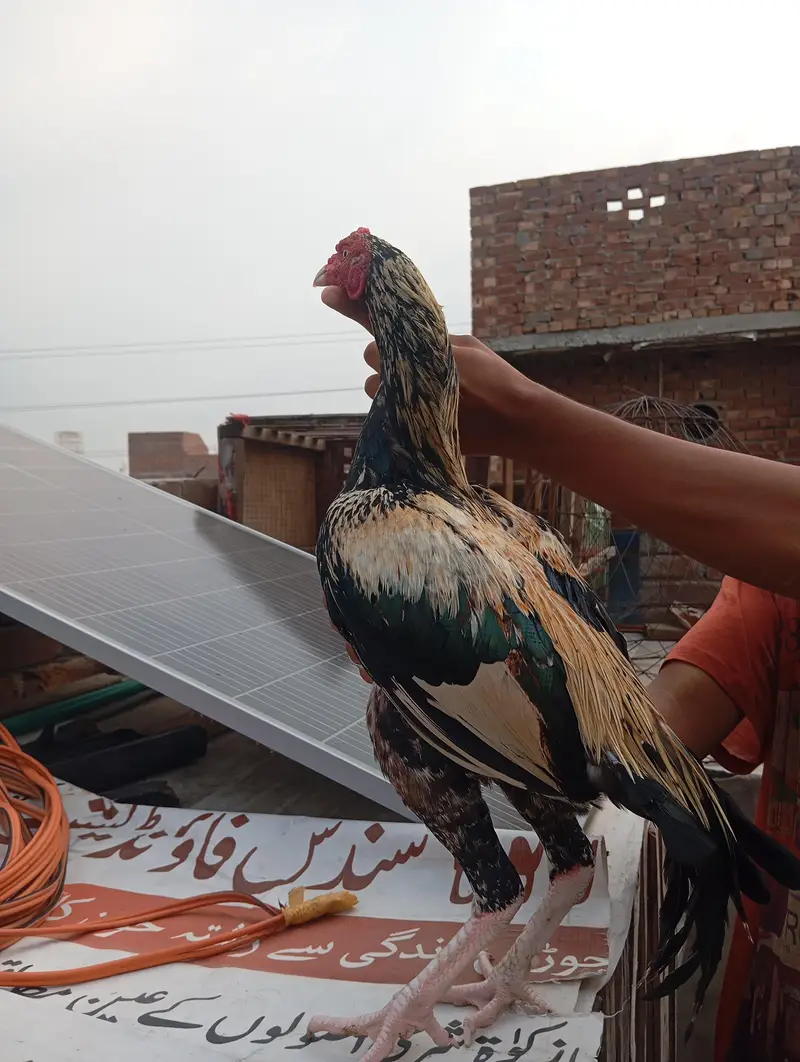 Murga 03704057847 — photo 2