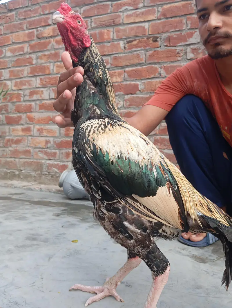 Murga 03704057847 — photo 7
