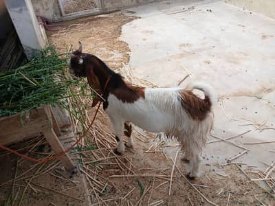 Desi Kamori Cross (Nawab Shah breed) bakra available for sale