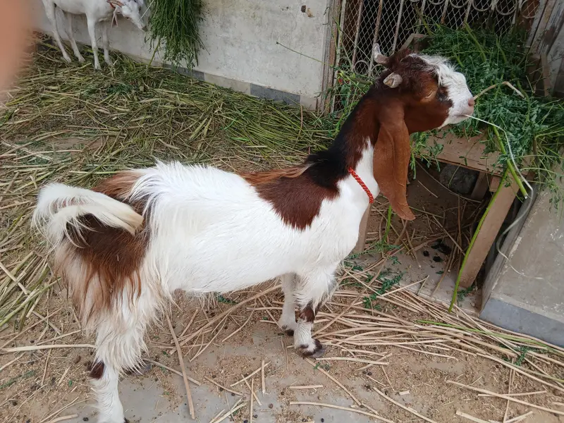 Desi Kamori Cross (Nawab Shah breed) bakra available for sale — photo 2