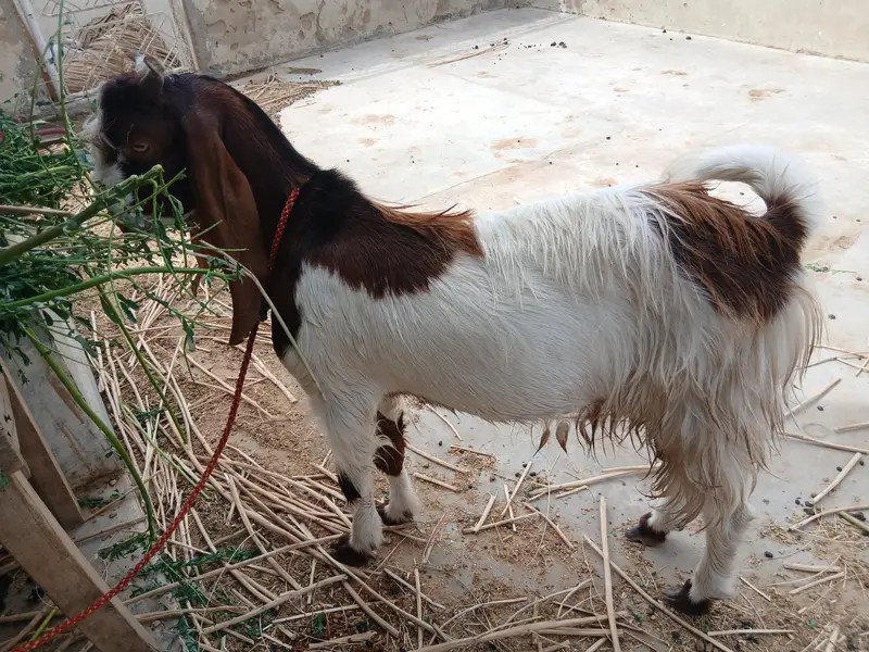 Desi Kamori Cross (Nawab Shah breed) bakra available for sale — photo 3
