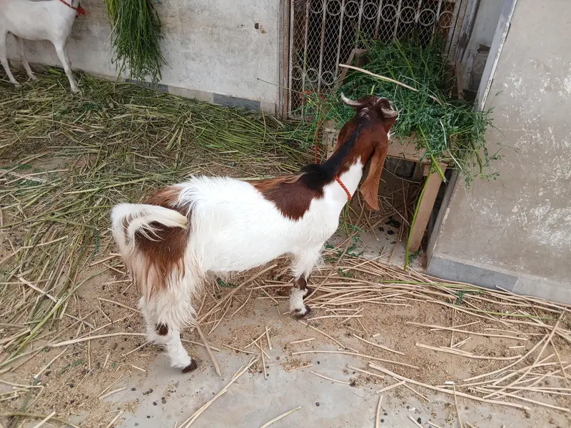 Desi Kamori Cross (Nawab Shah breed) bakra available for sale — photo 4