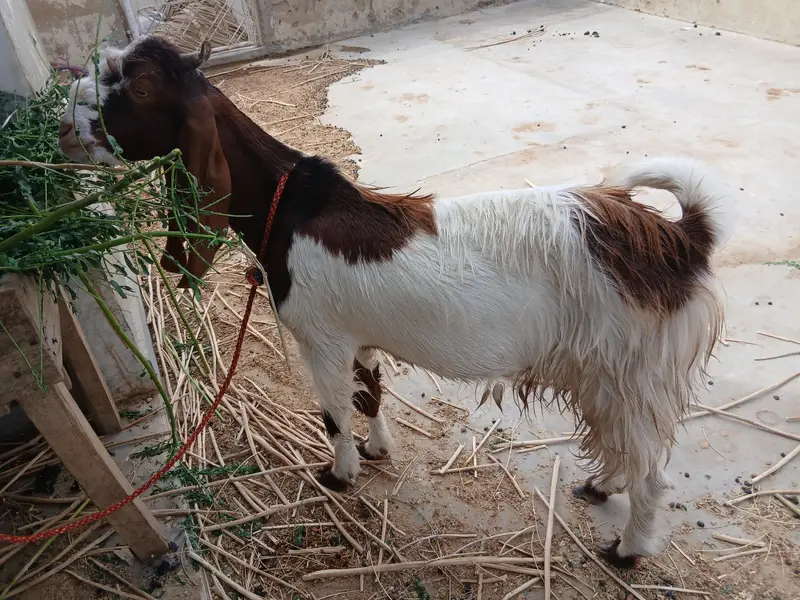 Desi Kamori Cross (Nawab Shah breed) bakra available for sale — photo 5