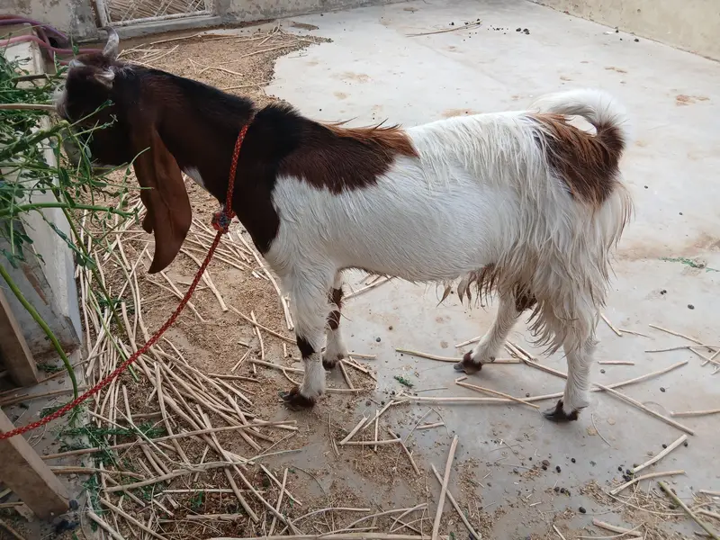 Desi Kamori Cross (Nawab Shah breed) bakra available for sale — photo 6