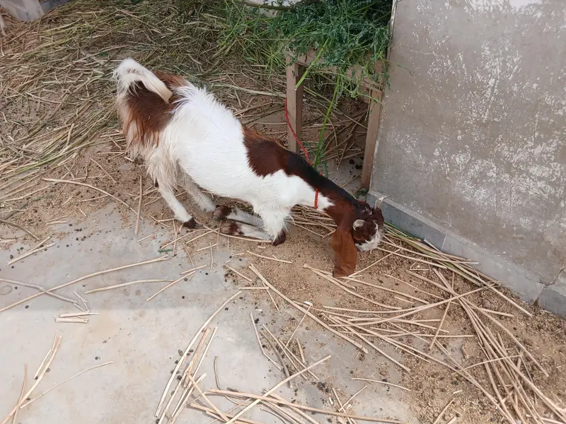 Desi Kamori Cross (Nawab Shah breed) bakra available for sale — photo 7