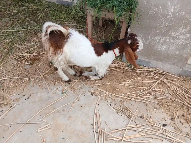 Desi Kamori Cross (Nawab Shah breed) bakra available for sale — photo 8
