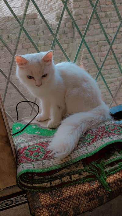 cat sell