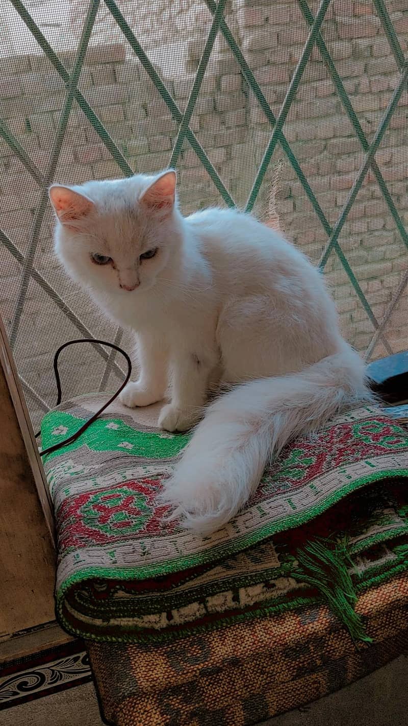 cat sell 0