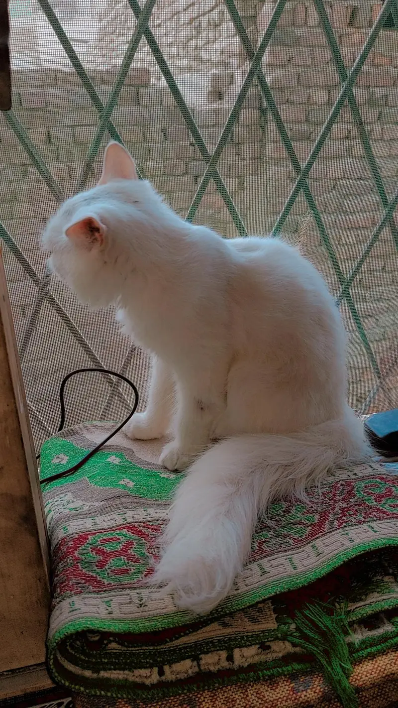 cat sell — photo 2