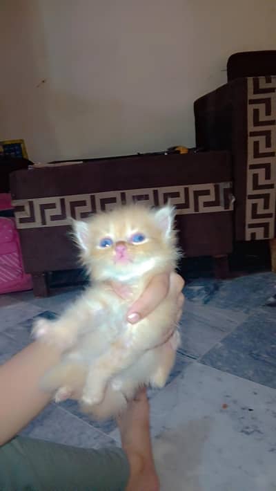kittens