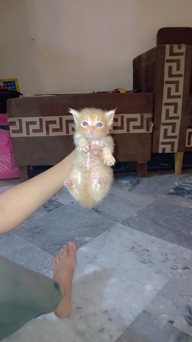 kittens 1