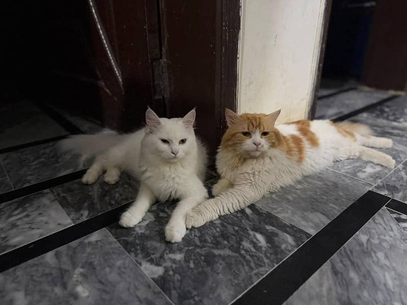 kittens 2