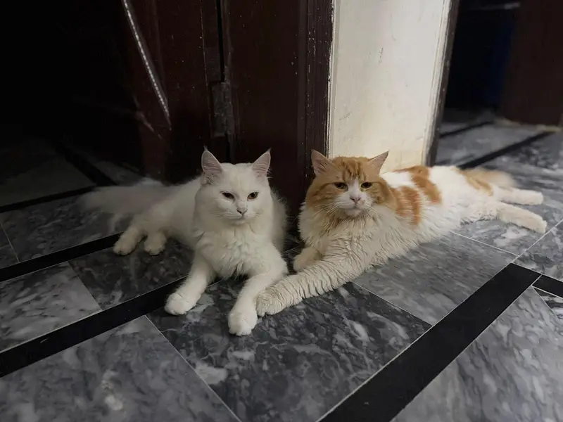 kittens — photo 3