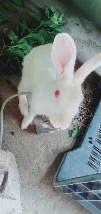 Red eyed angora breed rabbit