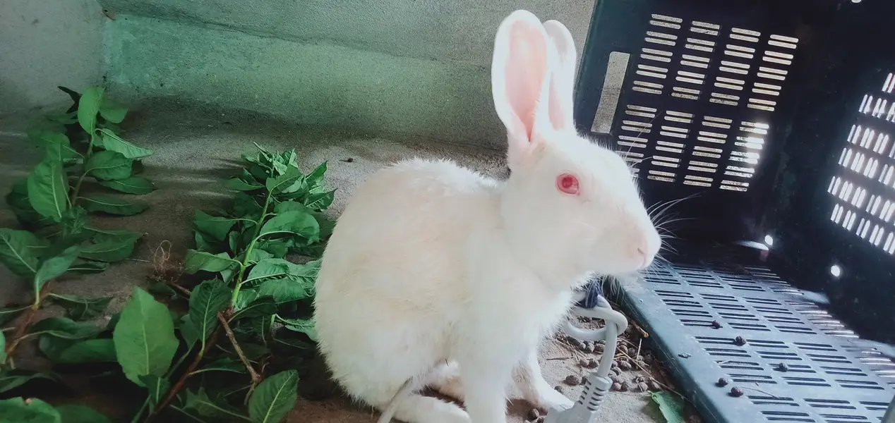 Red eyed angora breed rabbit — photo 2