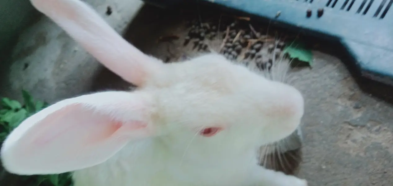 Red eyed angora breed rabbit — photo 3