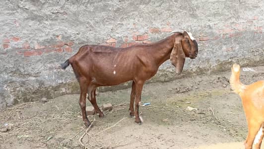 nagre goai for sale
