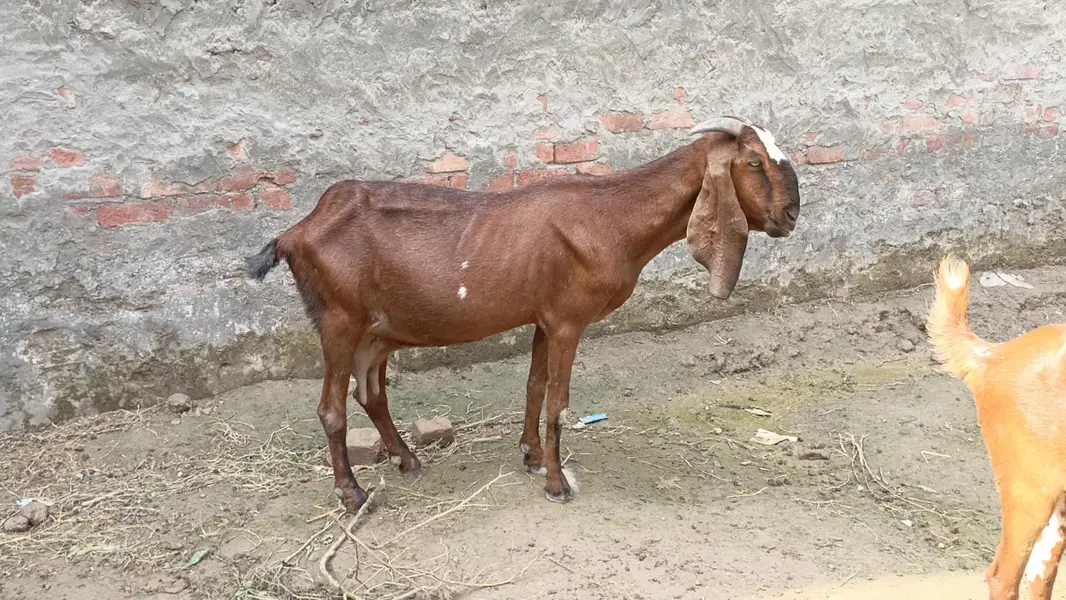 nagre goai for sale