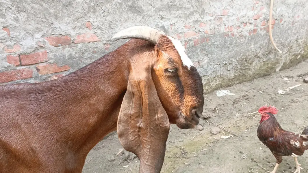 nagre goai for sale — photo 2