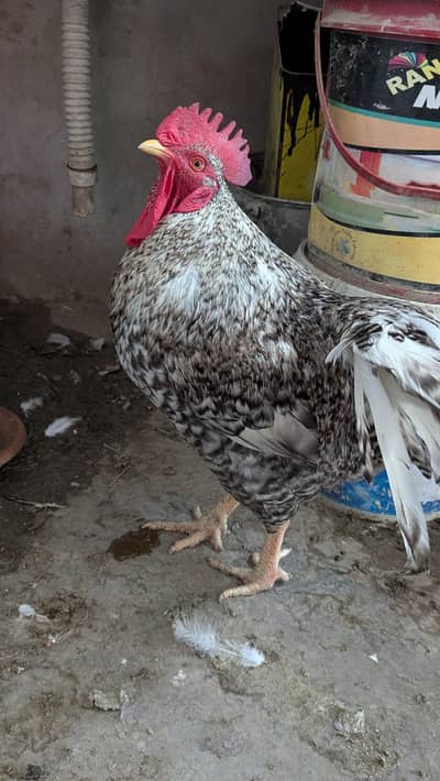 Cream leg bar rooster for sale