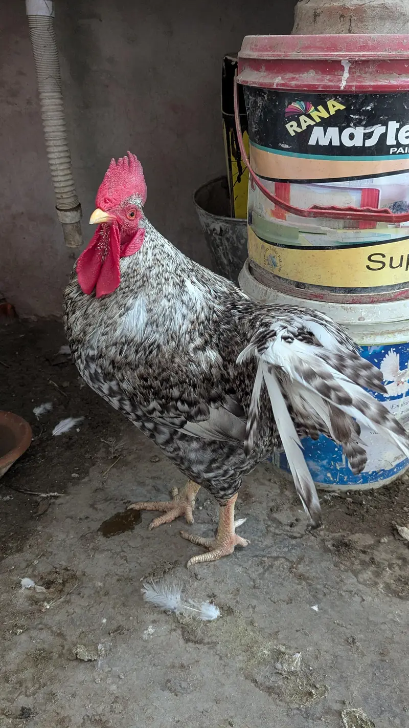 Cream leg bar rooster for sale — photo 2