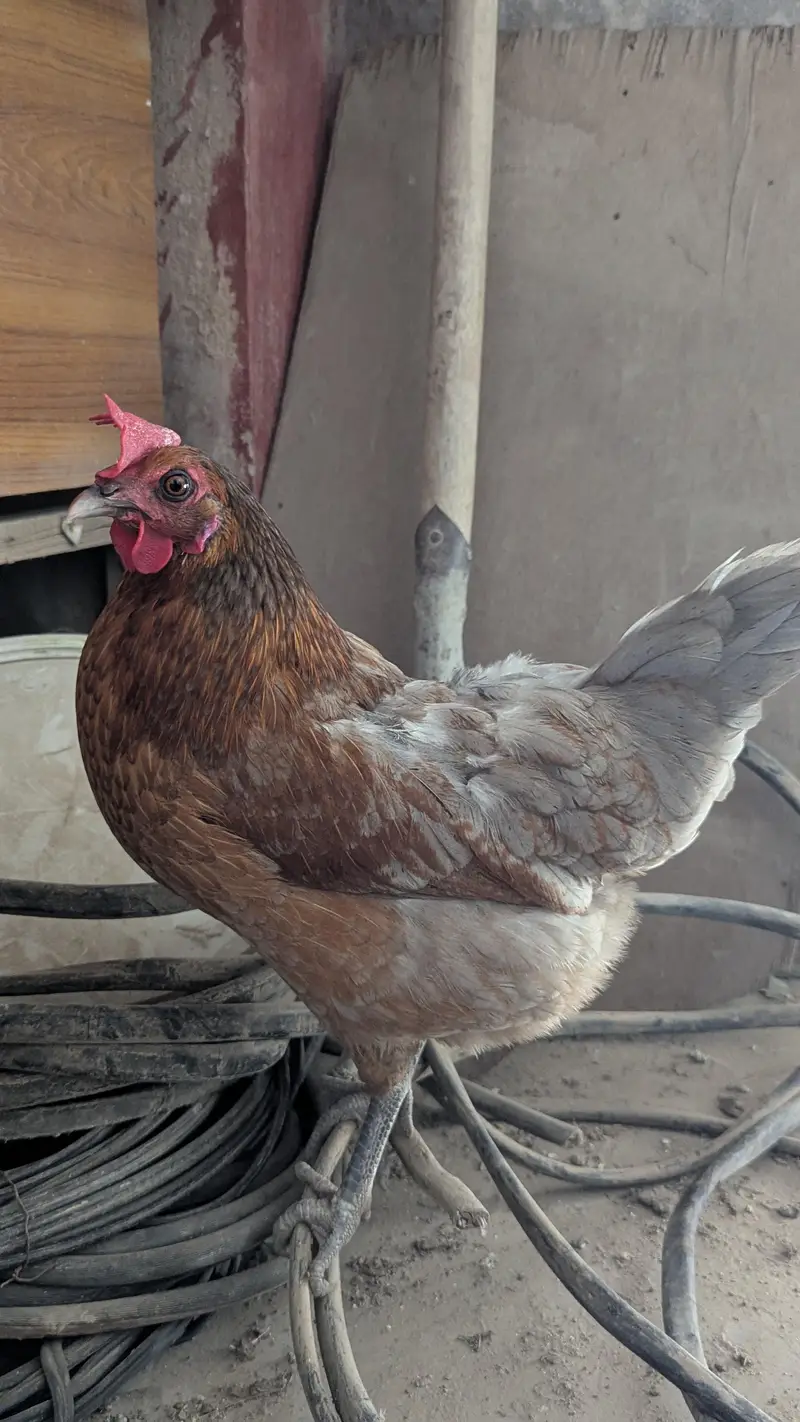 Cream leg bar rooster for sale — photo 3