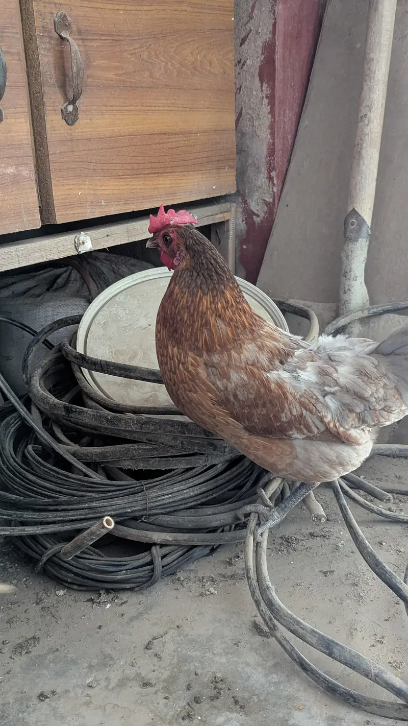 Cream leg bar rooster for sale — photo 4