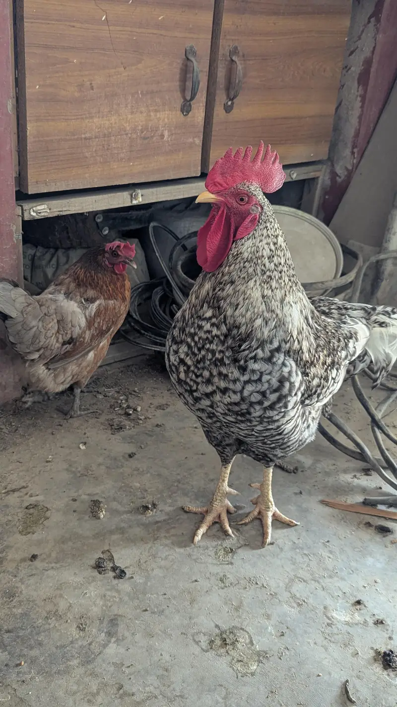 Cream leg bar rooster for sale — photo 5