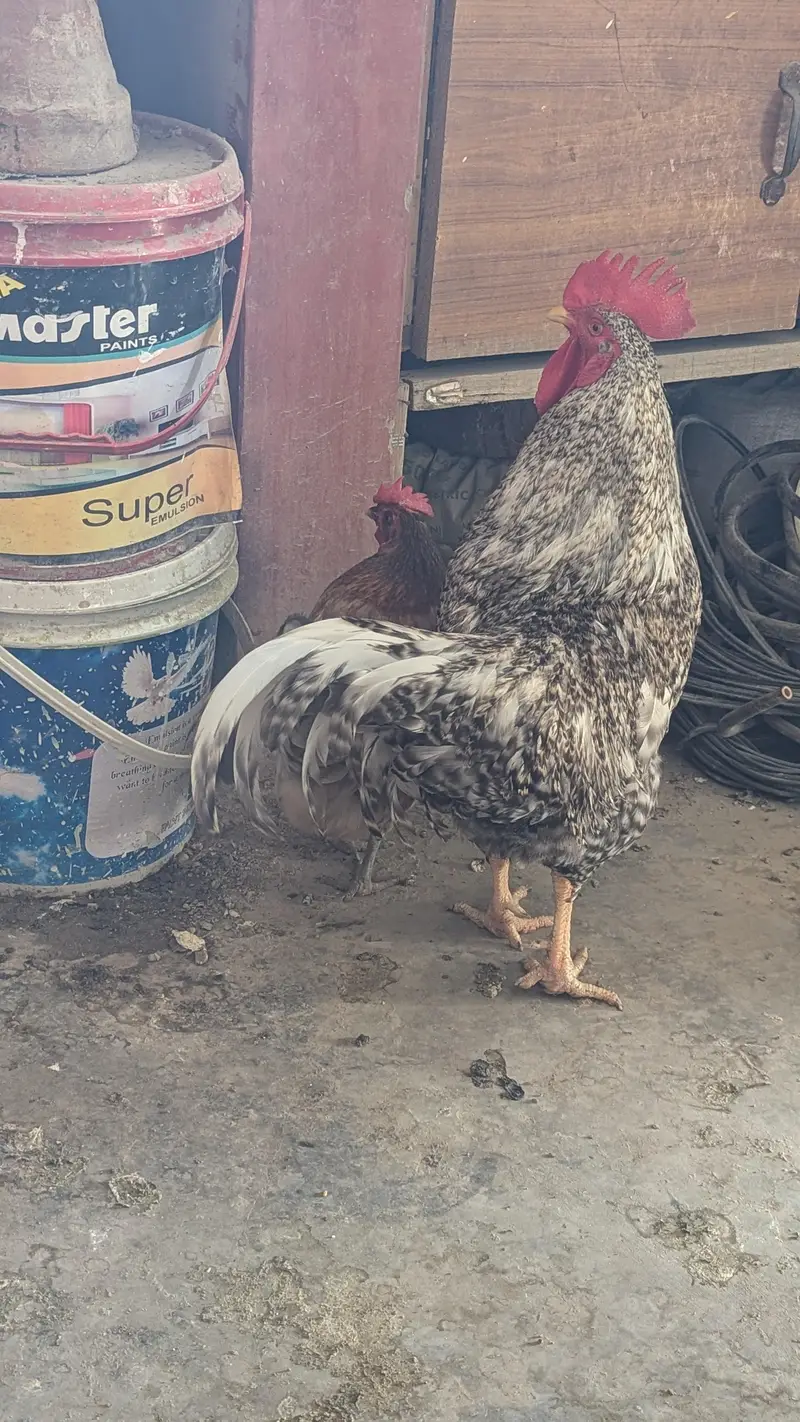 Cream leg bar rooster for sale — photo 6
