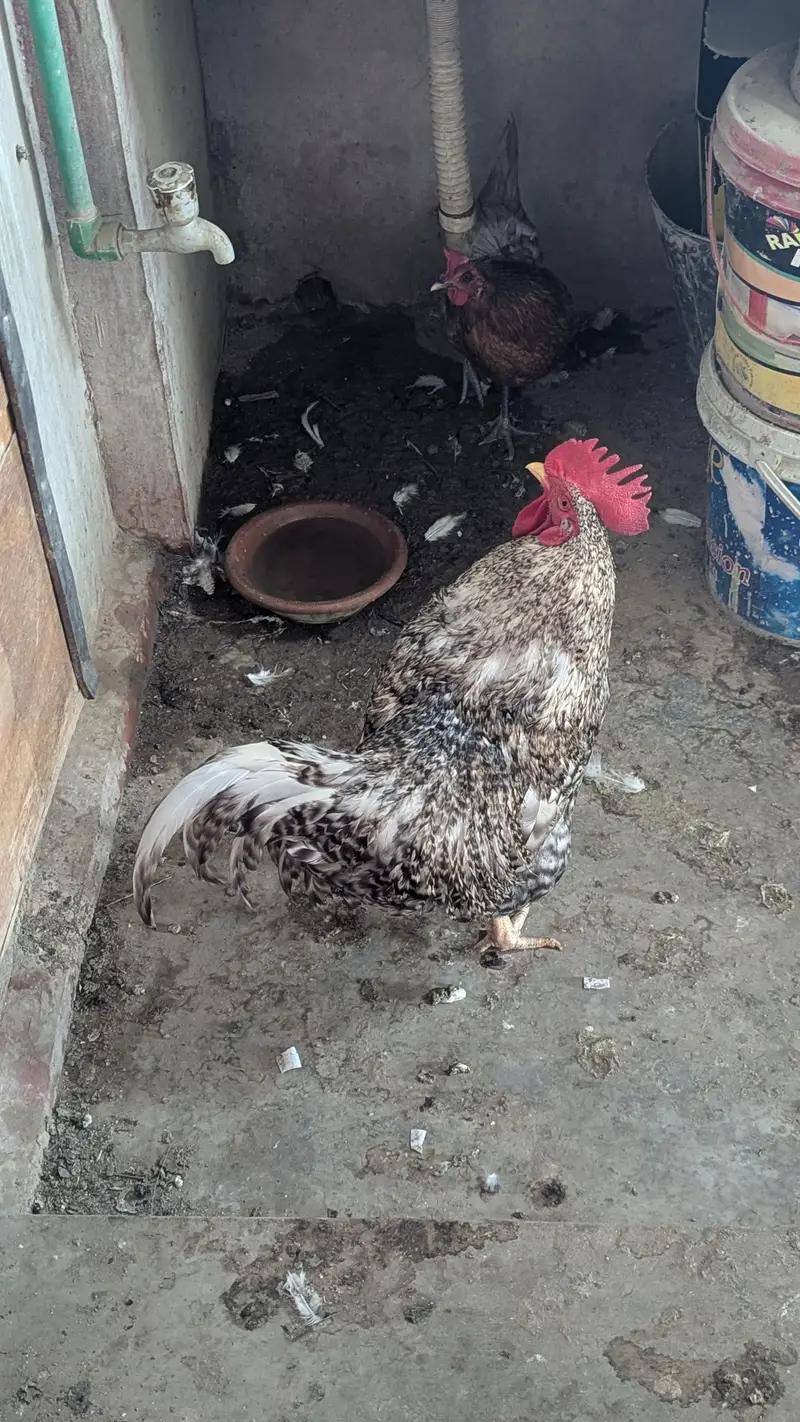 Cream leg bar rooster for sale — photo 7