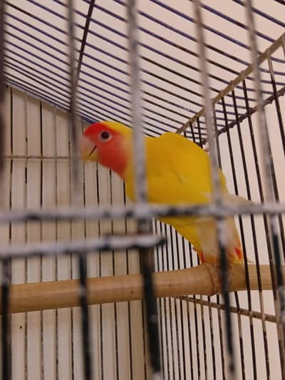 lutino lovebird red eye male breeder