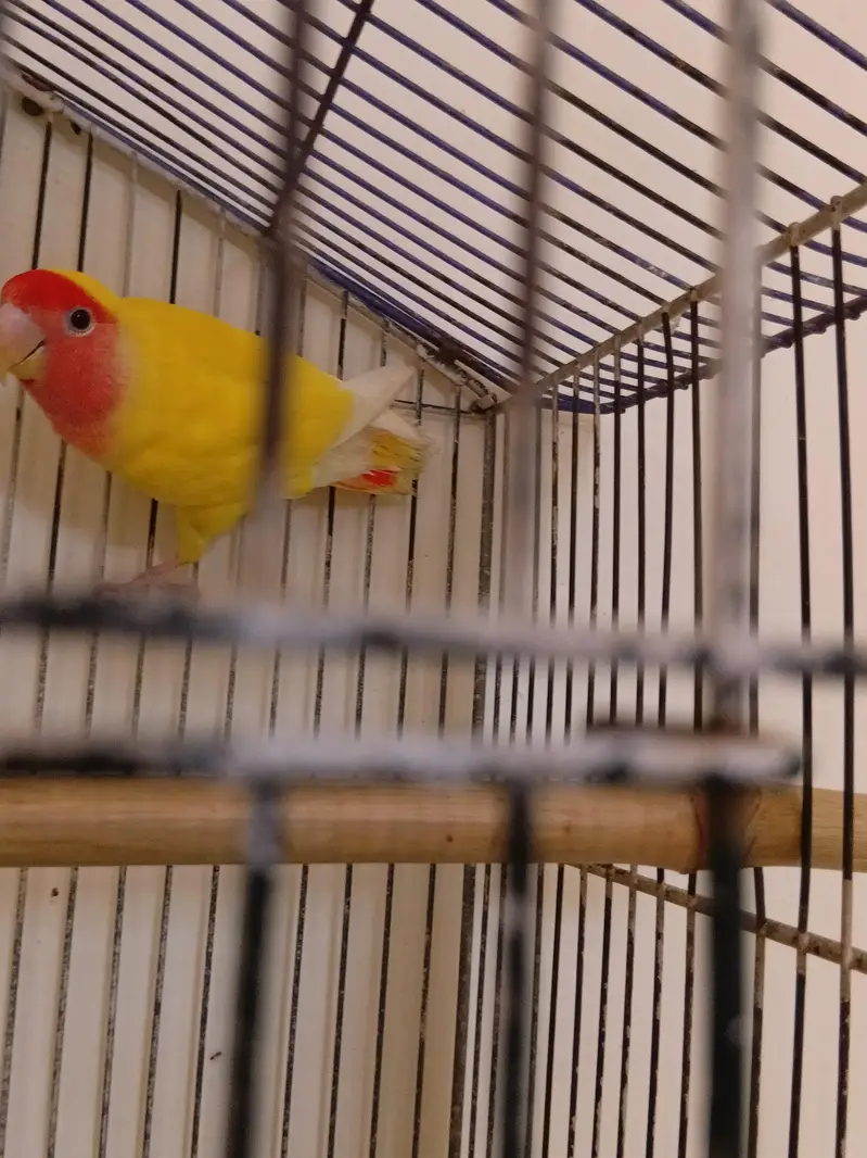 lutino lovebird red eye male breeder — photo 2