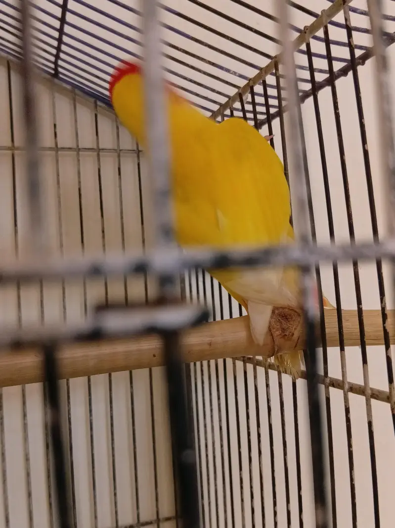 lutino lovebird red eye male breeder — photo 3
