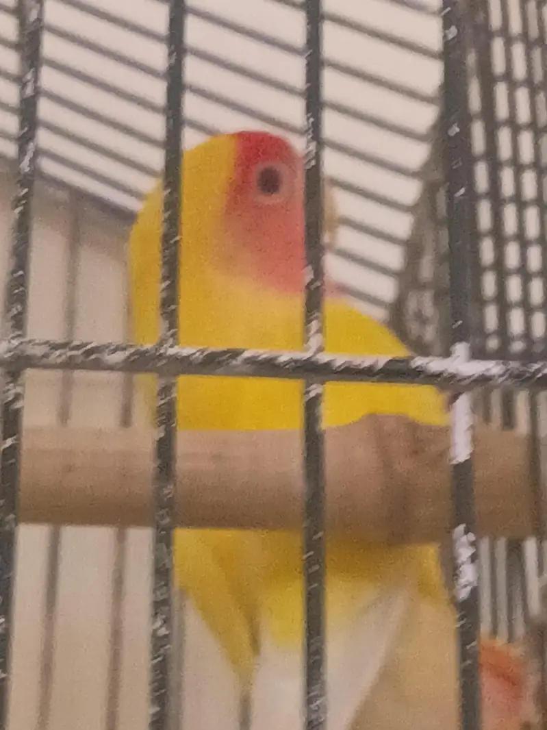 lutino lovebird red eye male breeder — photo 4