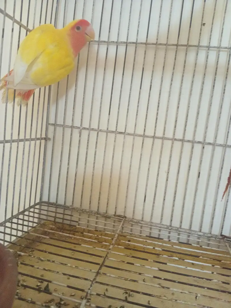 lutino lovebird red eye male breeder — photo 5
