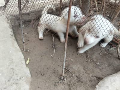 Russian pair males puppies