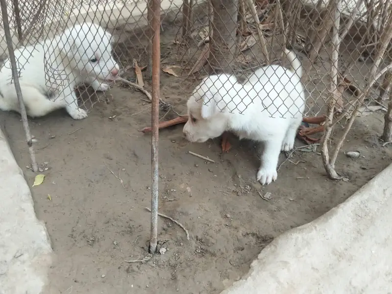 Russian pair males puppies — photo 2