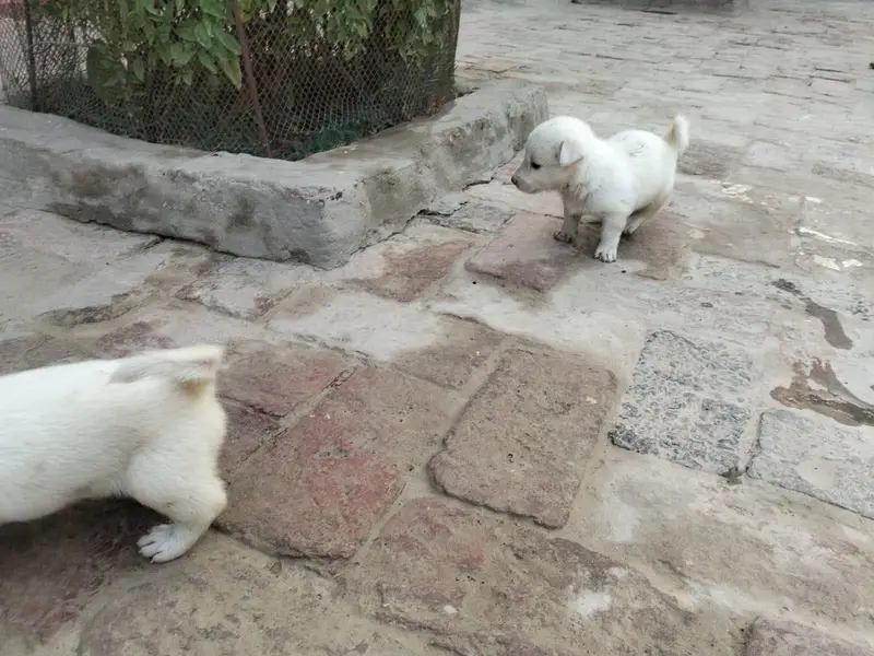 Russian pair males puppies — photo 3