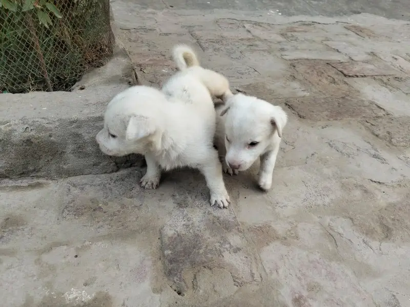 Russian pair males puppies — photo 4