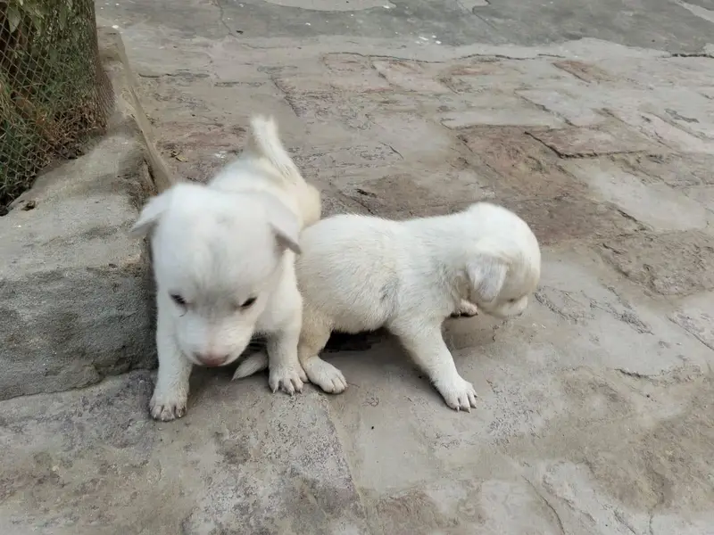 Russian pair males puppies — photo 5