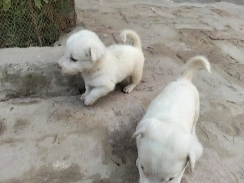 Russian pair males puppies — photo 6