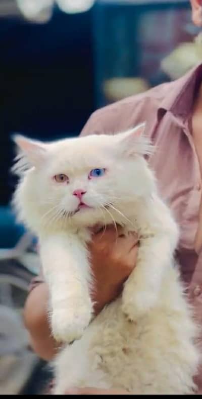 PERCIAN beautiful cat female for sale with odd eyes