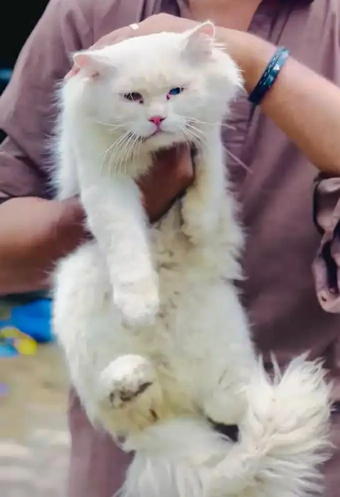 PERCIAN beautiful cat female for sale with odd eyes — photo 2